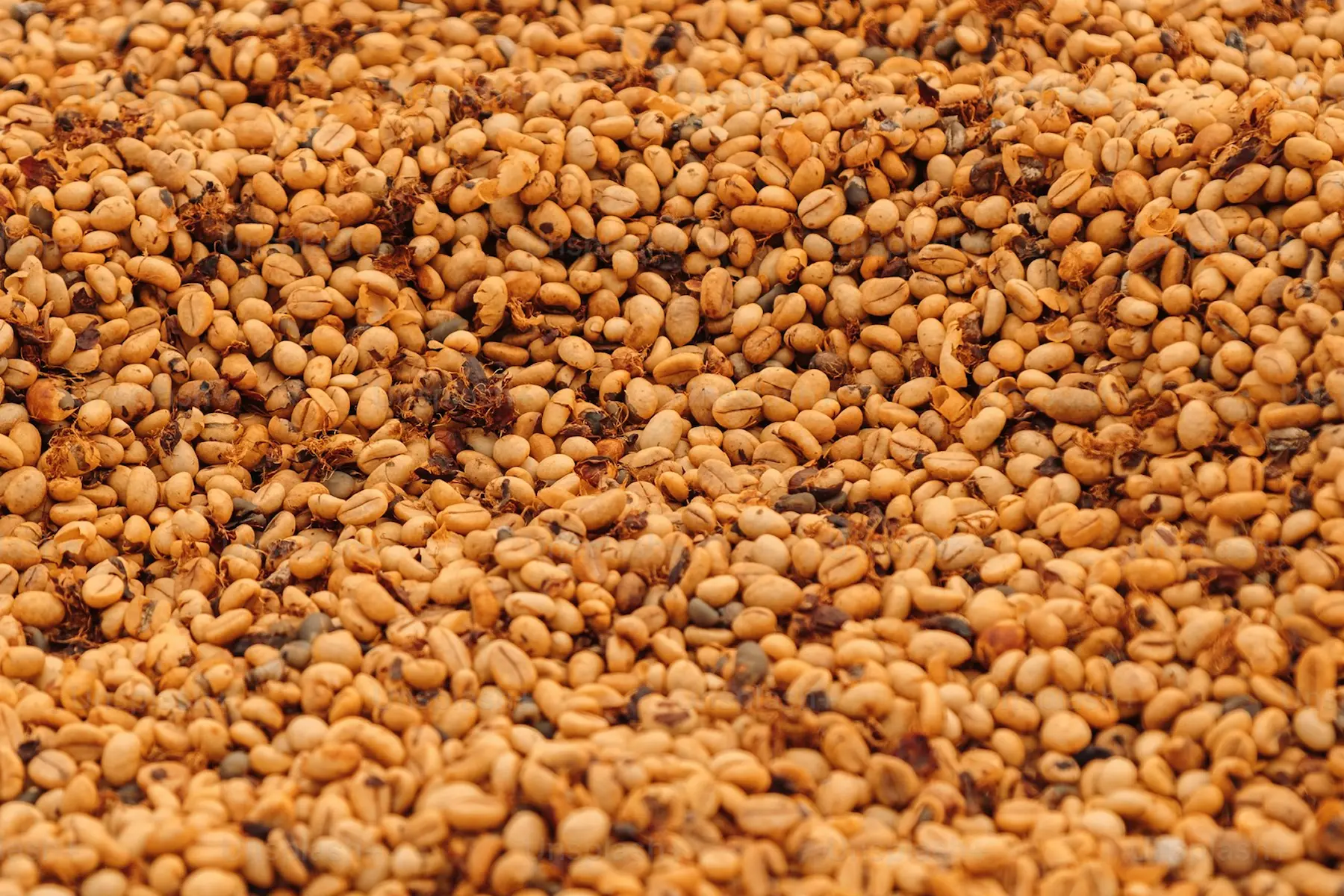 Analisis Fisico del cafe